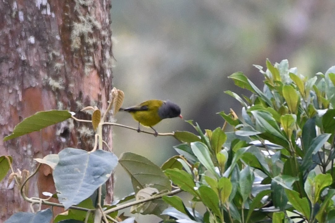 Gray-hooded Bush Tanager - ML146718661