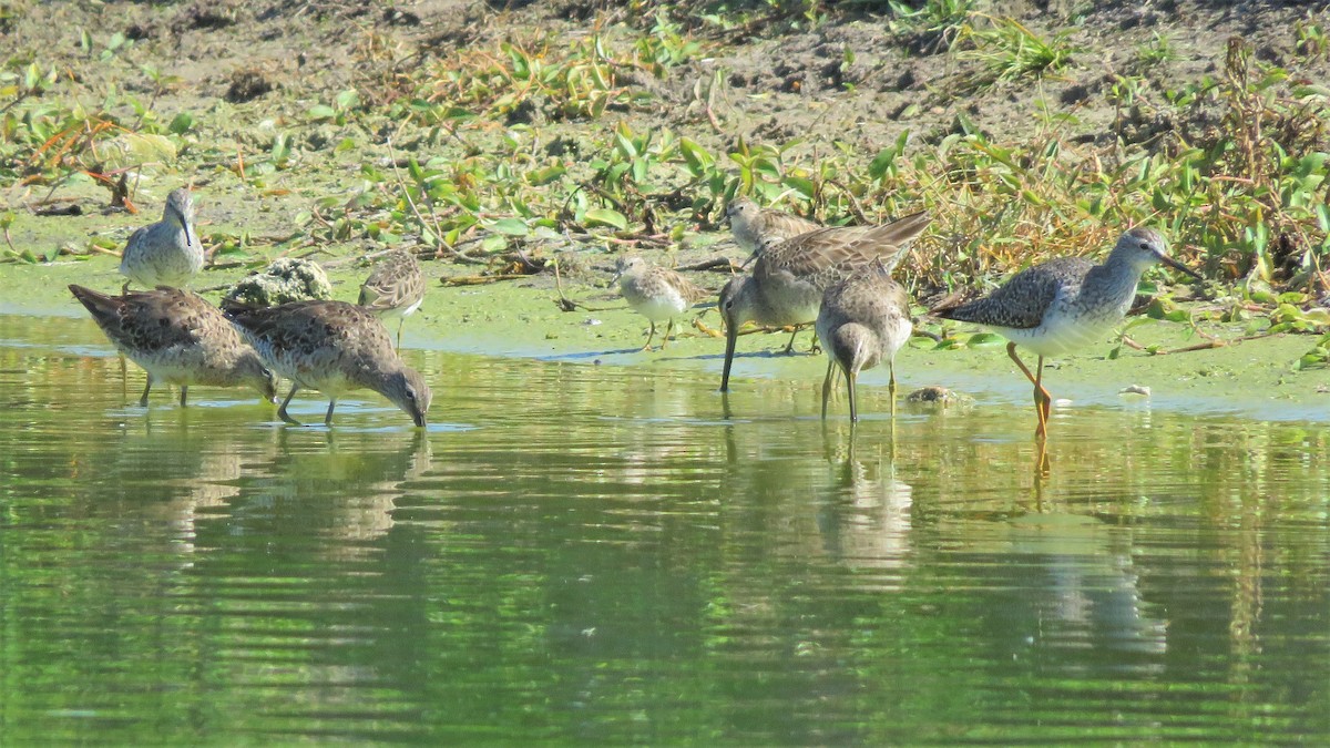 langnebbekkasinsnipe - ML146718691