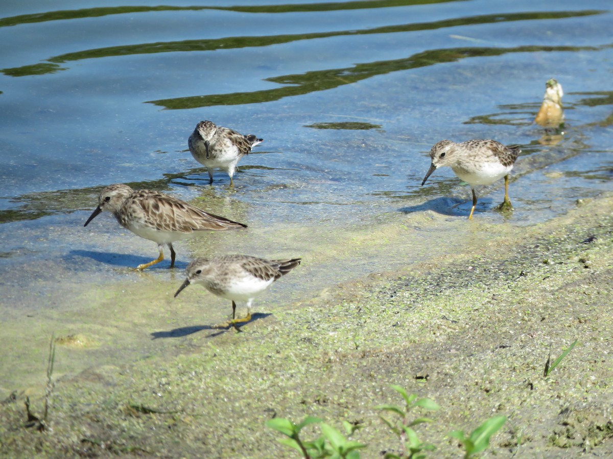 Least Sandpiper - ML146718841