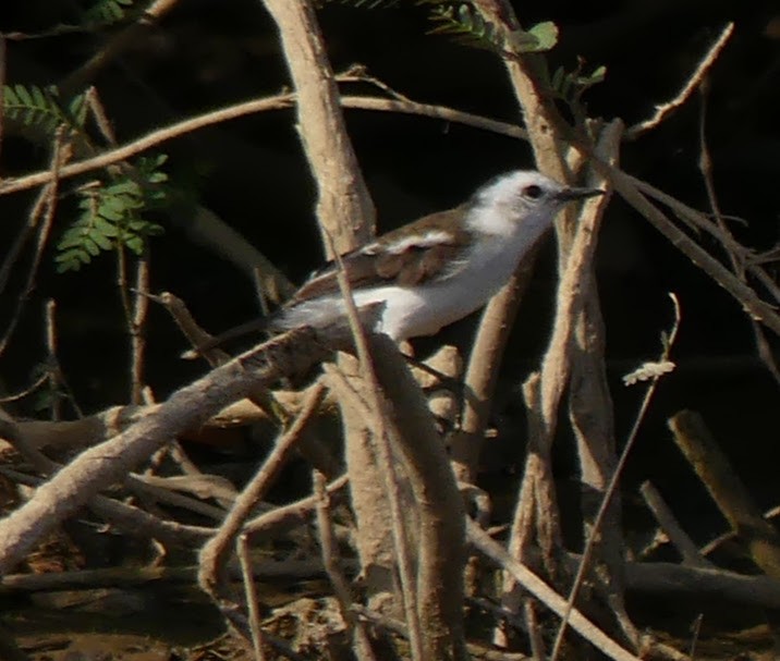 Pied Water-Tyrant - ML146718871