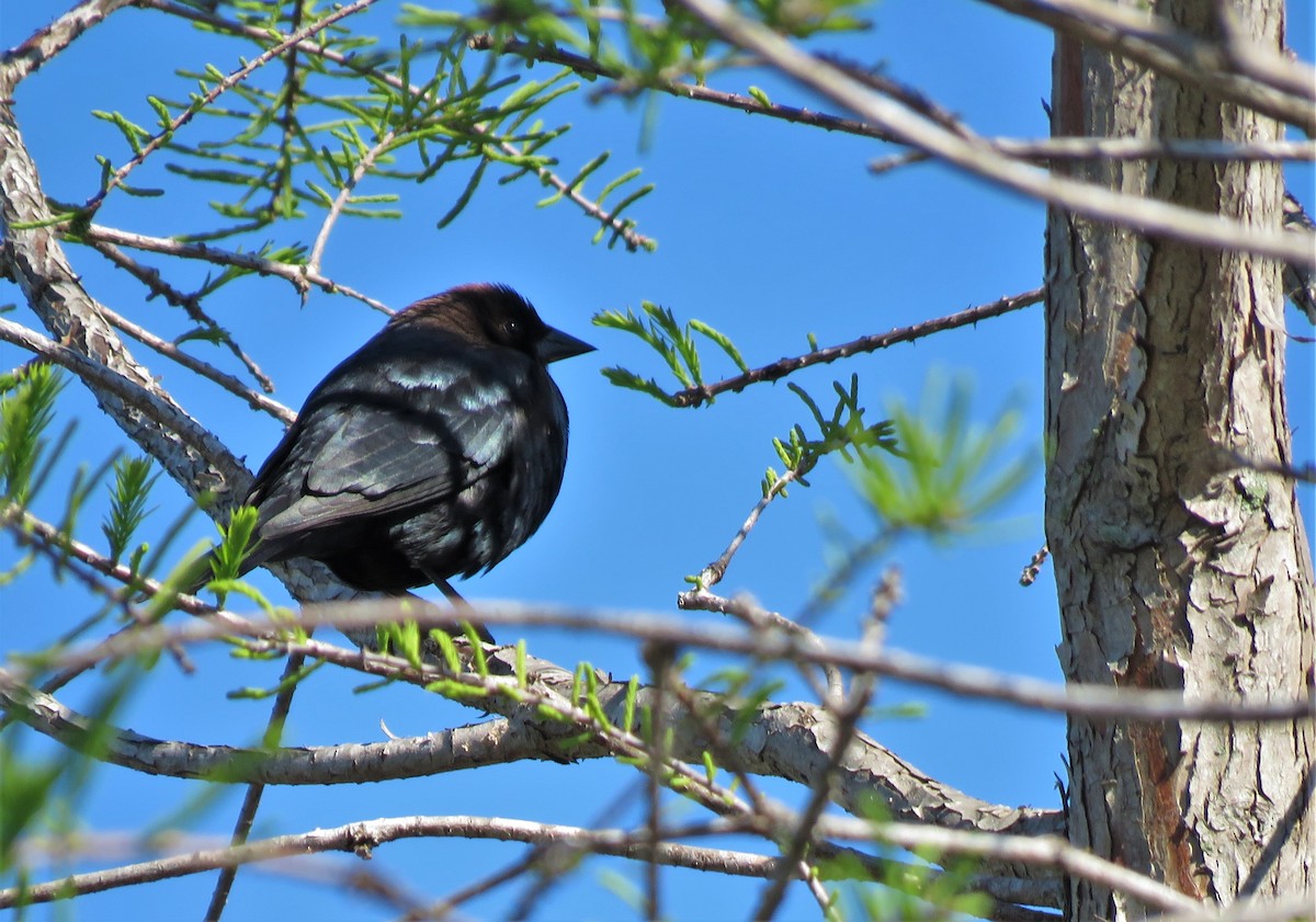 Brown-headed Cowbird - ML146718891