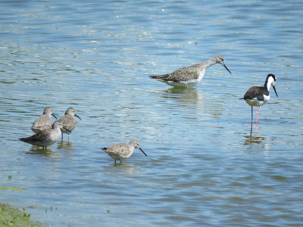 Stilt Sandpiper - ML146719041