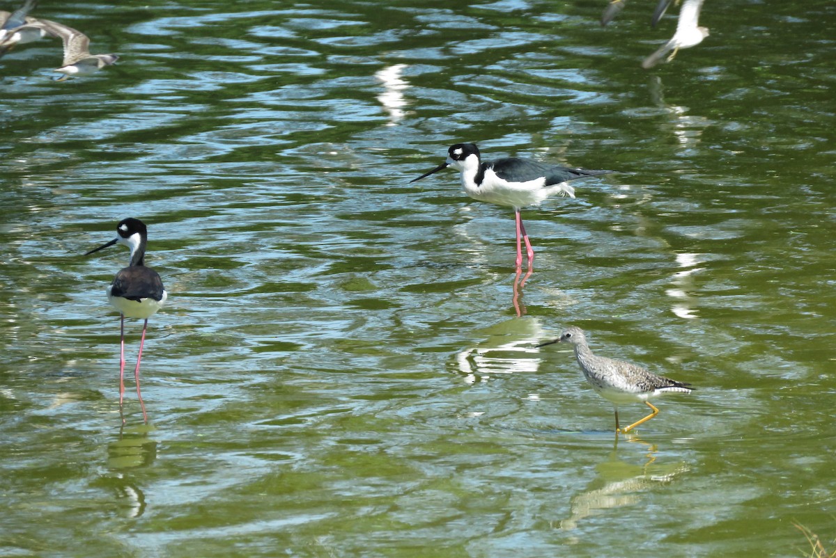 Lesser Yellowlegs - ML146719521