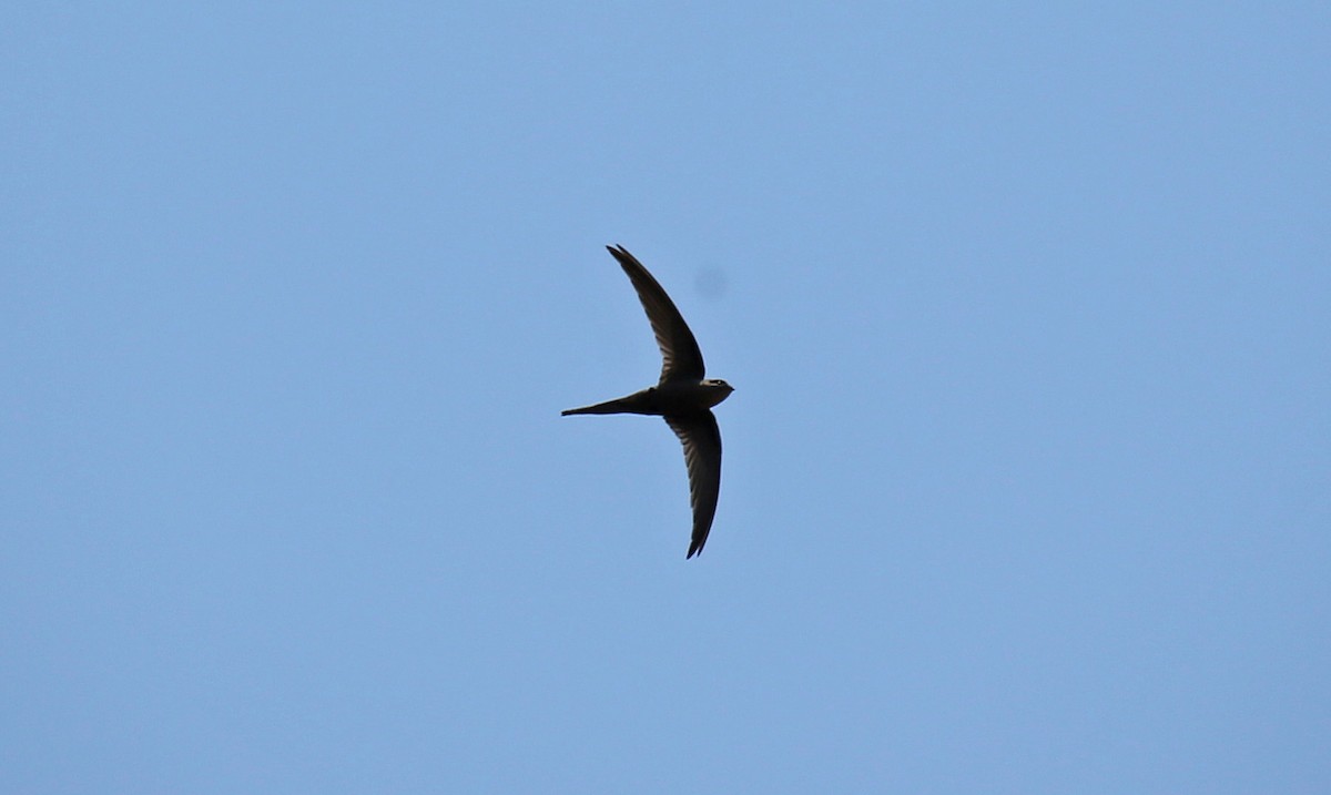 African Palm Swift - ML146719971