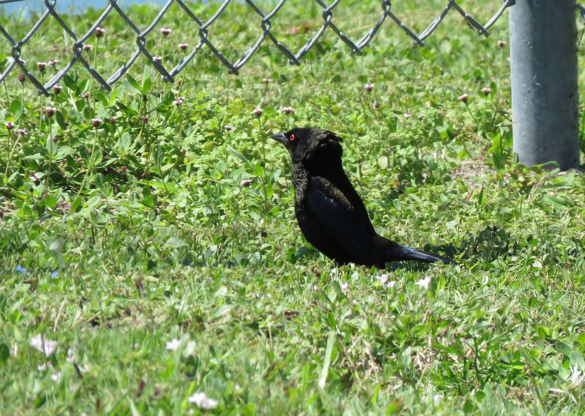 Bronzed Cowbird - ML146720011