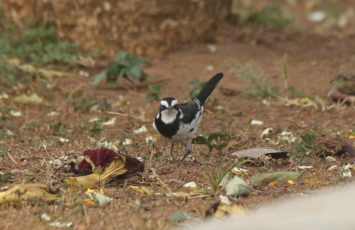 African Pied Wagtail - ML146720201