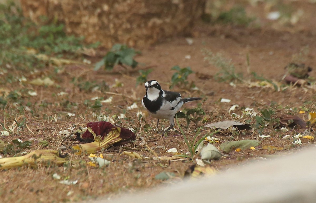 African Pied Wagtail - ML146720221