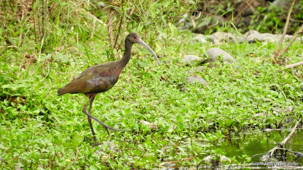 White-faced Ibis - Aurelio Molina Hernández