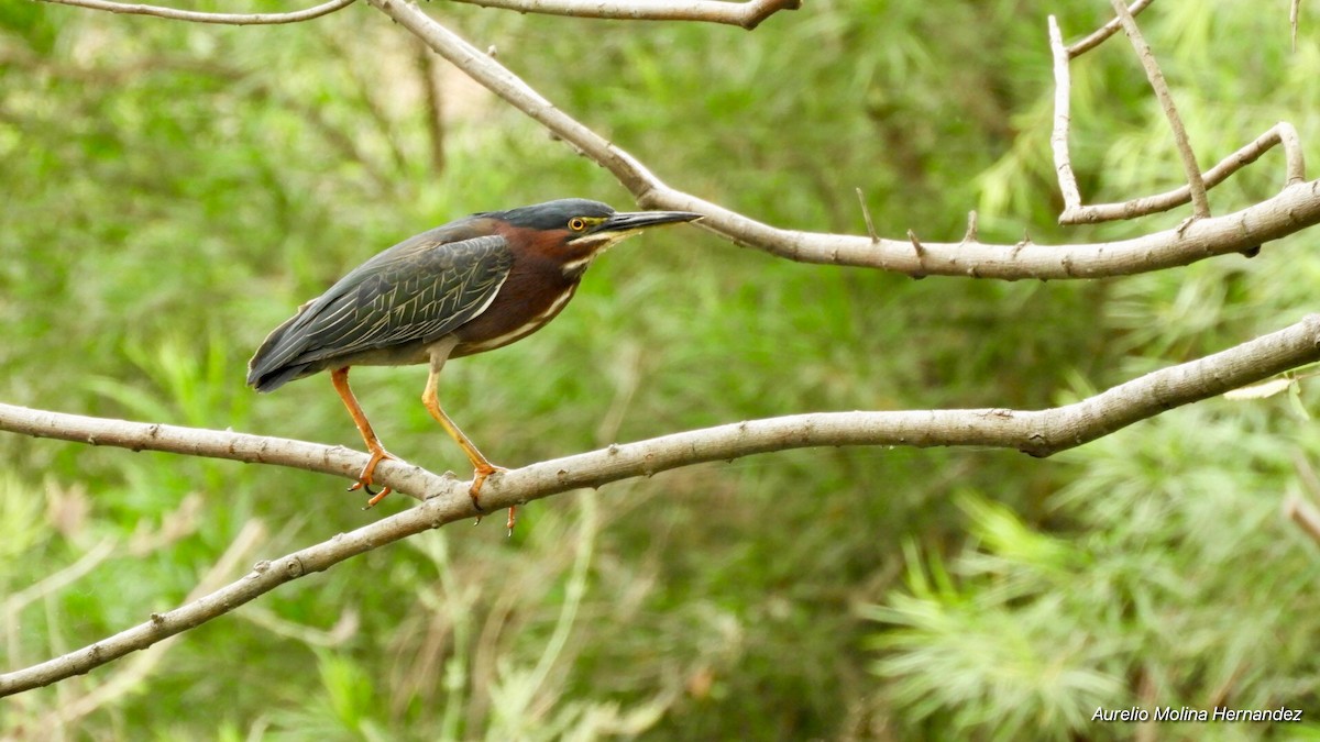 Green Heron - ML146721091