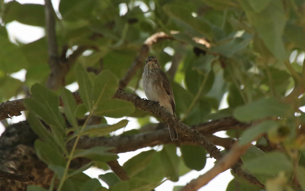 Spotted Flycatcher - Paul Chapman