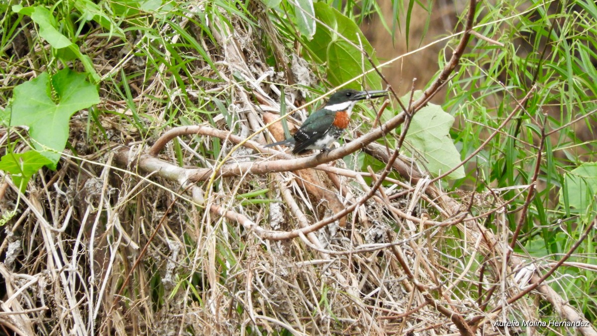 Green Kingfisher - Aurelio Molina Hernández