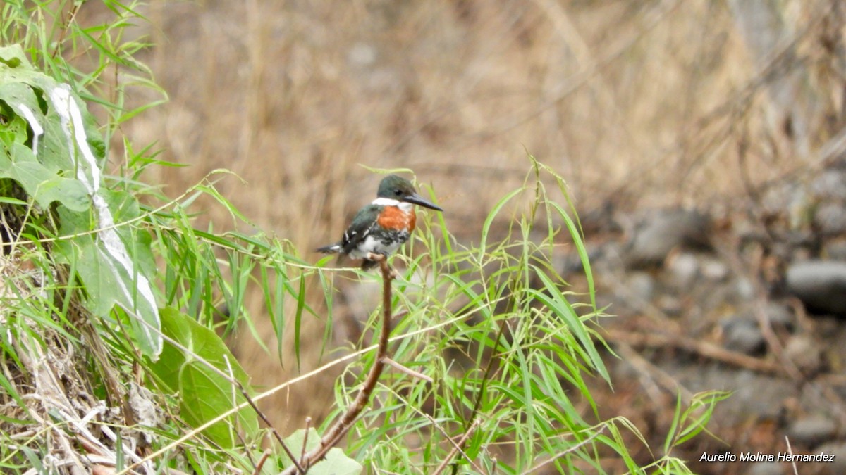 Green Kingfisher - Aurelio Molina Hernández