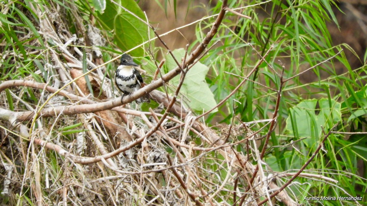 Green Kingfisher - ML146721961