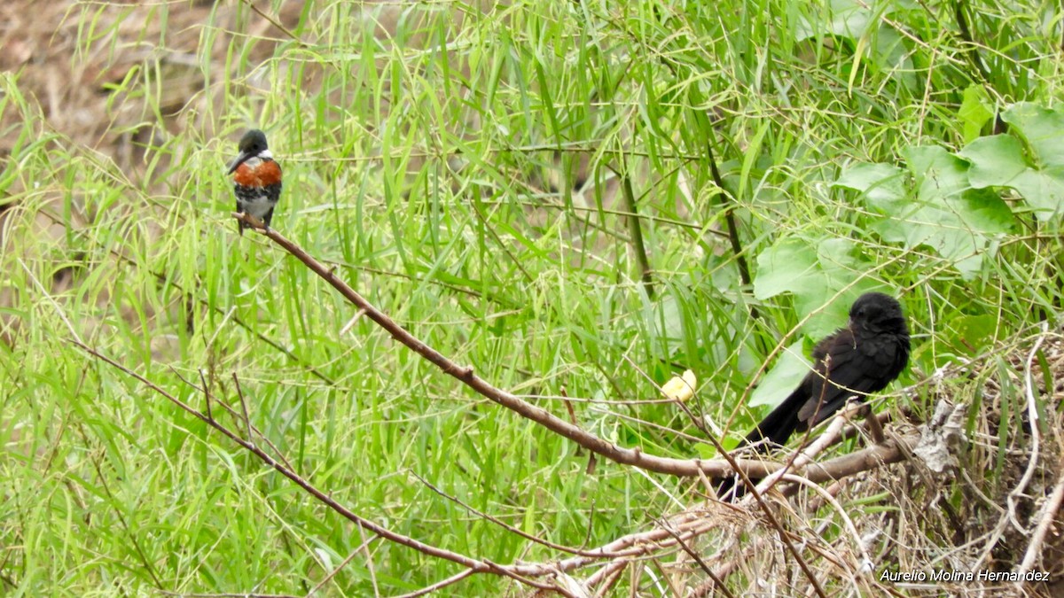 Green Kingfisher - ML146721981