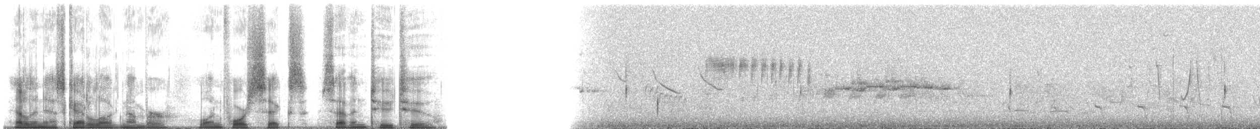 Белокрылая вдовка (aterrimus/anthracinus) - ML146722