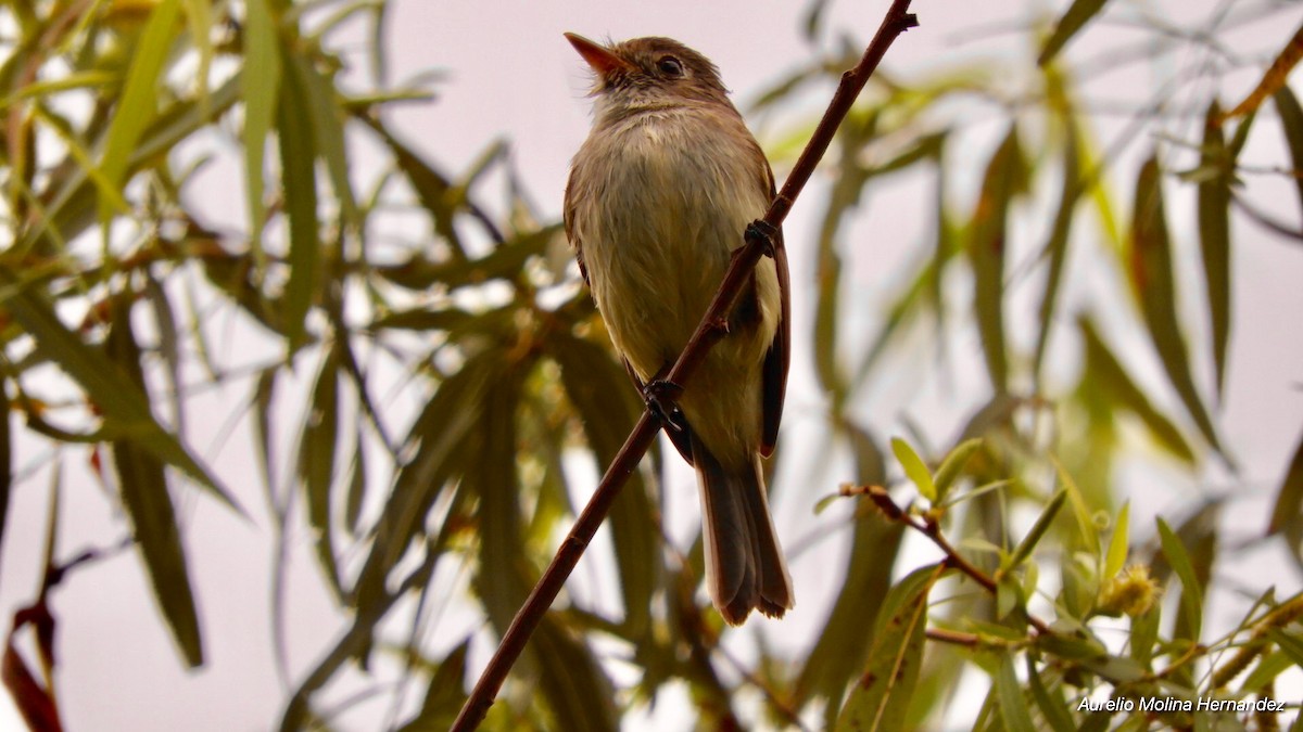 Least Flycatcher - Aurelio Molina Hernández