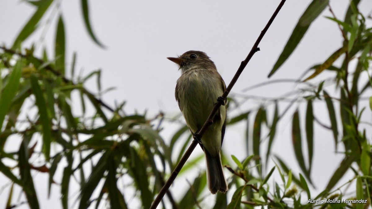 Least Flycatcher - Aurelio Molina Hernández