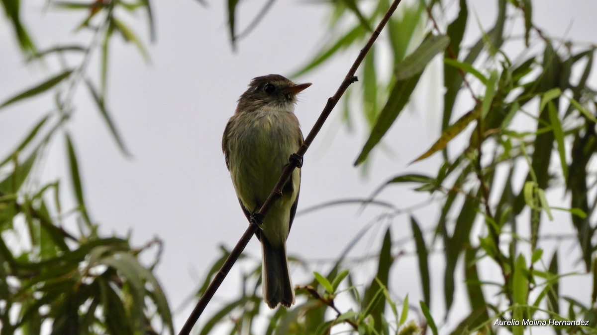 Least Flycatcher - Aurelio Molina Hernández