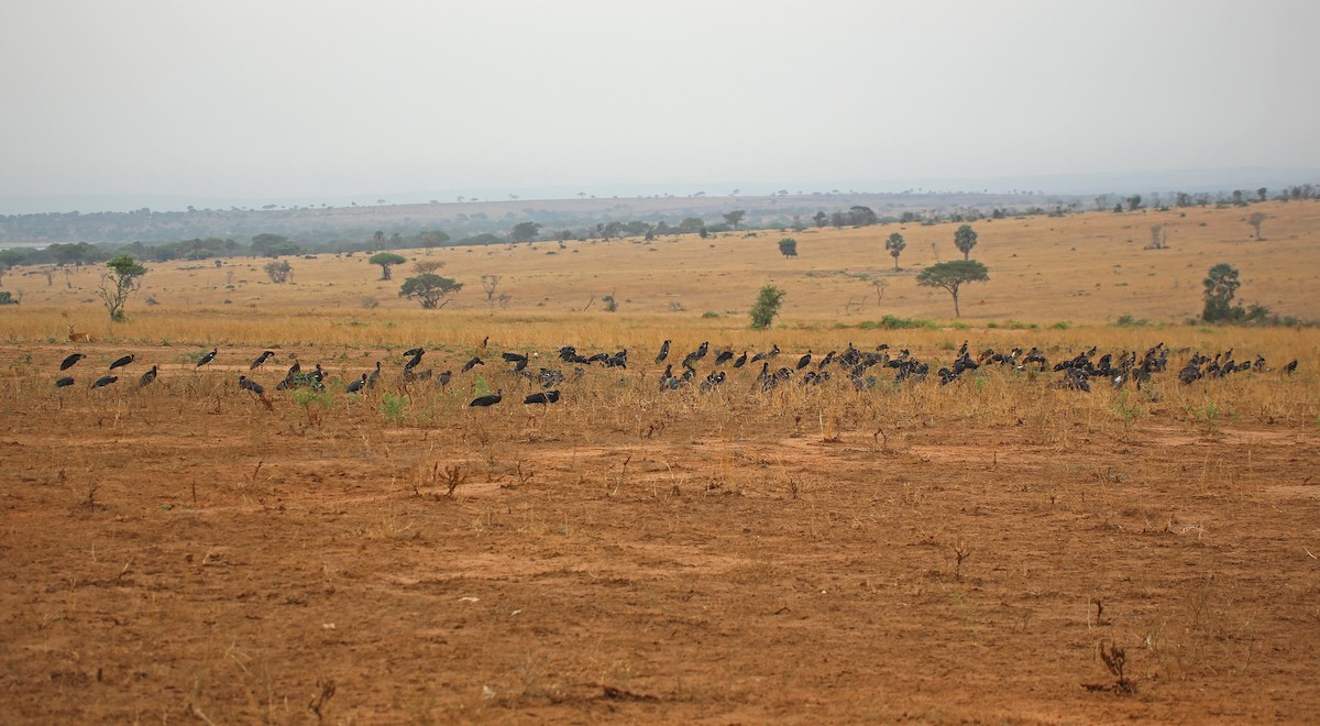 Cigogne d'Abdim - ML146722301