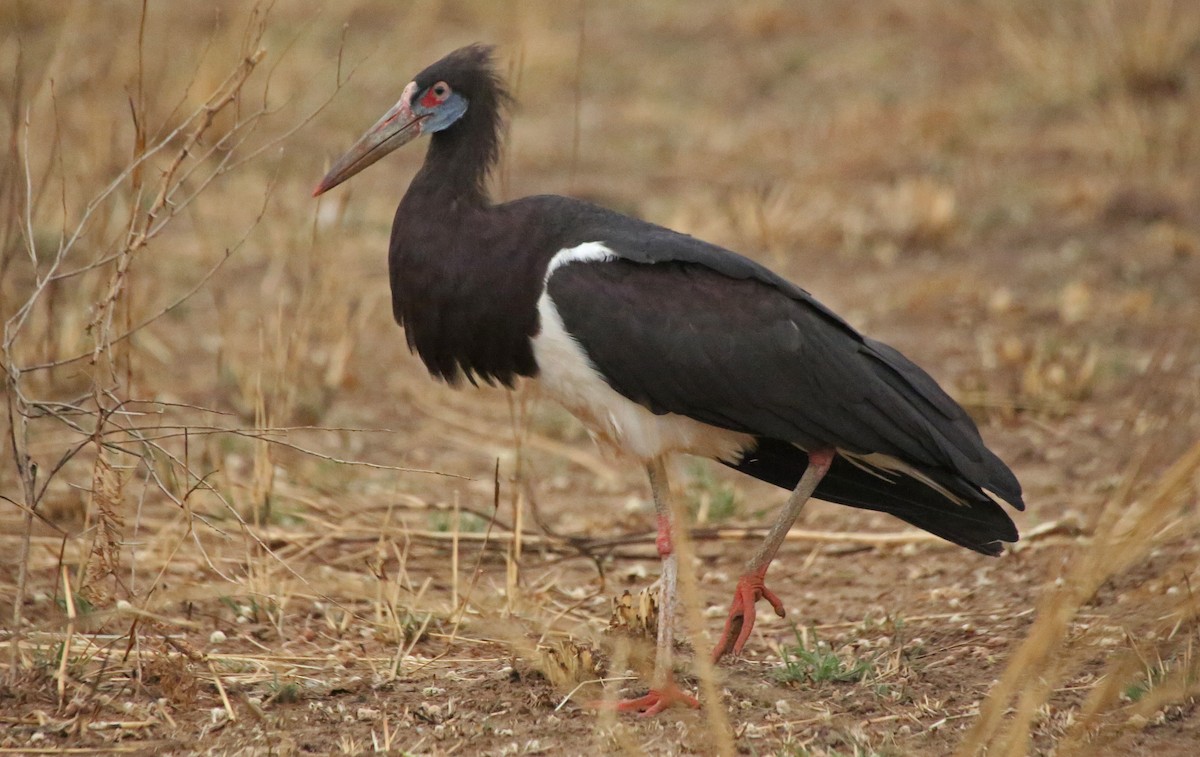 blåmaskestork - ML146722351