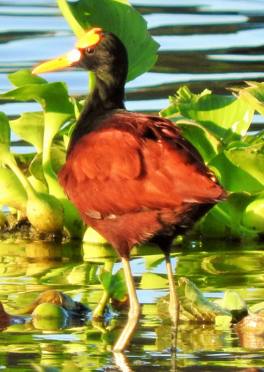 Jacana du Mexique - ML146722361