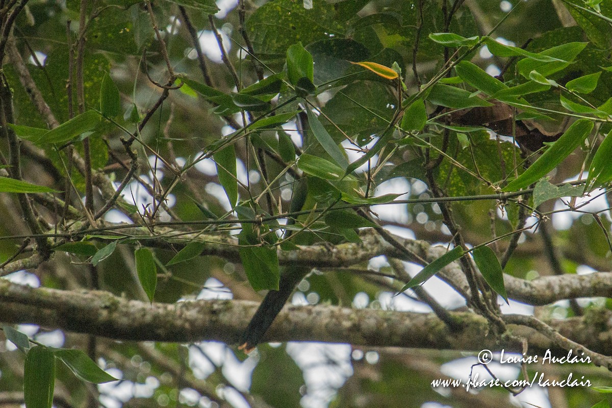 Chestnut-tipped Toucanet - Louise Auclair