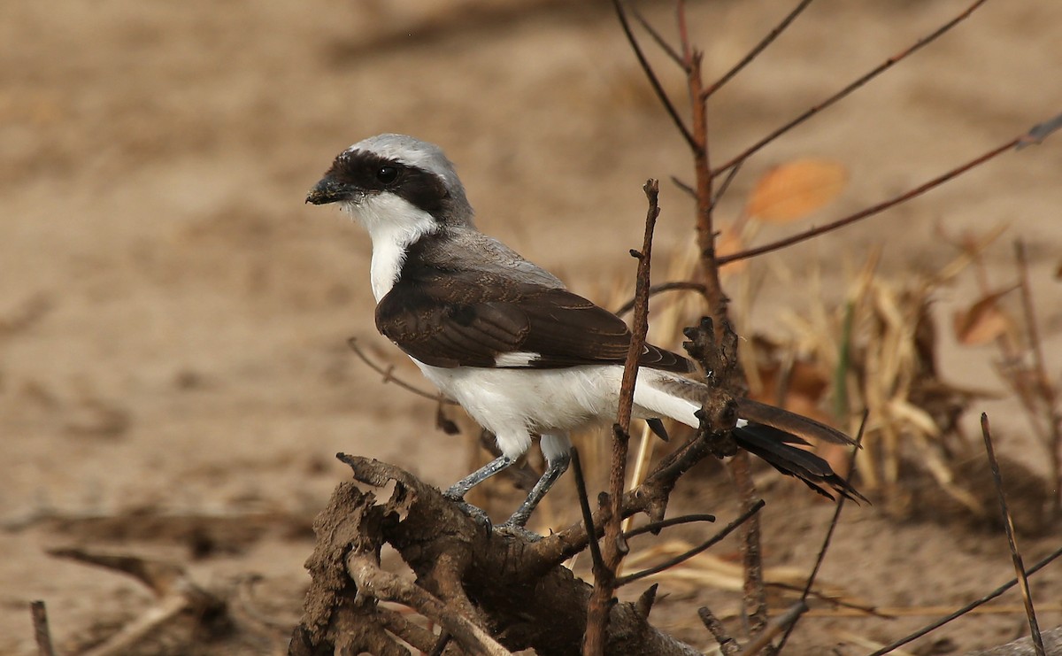 Alcaudón Dorsigrís - ML146722761