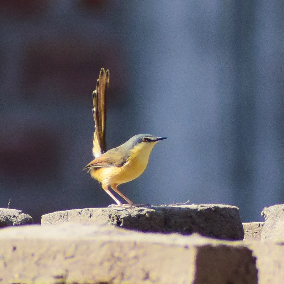 Prinia cendrée - ML146723231