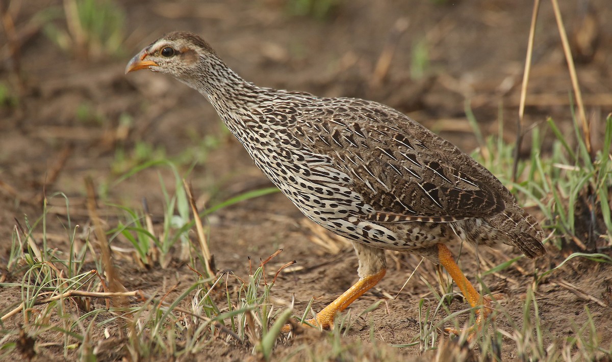Heuglin's Spurfowl - Paul Chapman