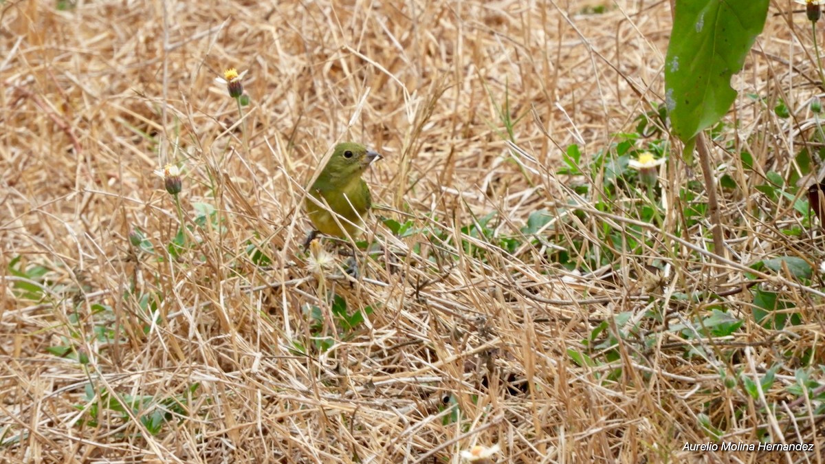 Painted Bunting - Aurelio Molina Hernández