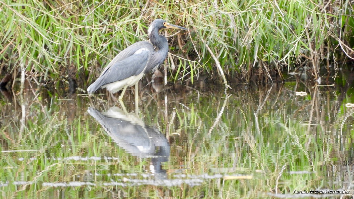 Tricolored Heron - Aurelio Molina Hernández