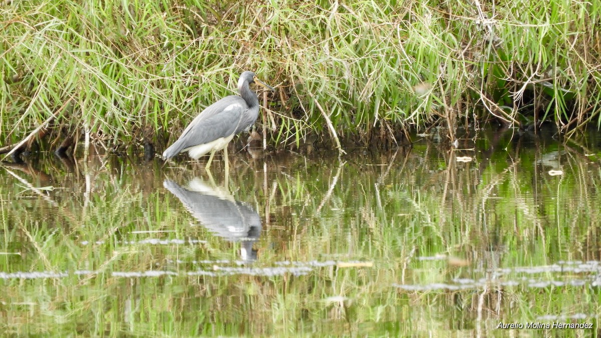 Tricolored Heron - Aurelio Molina Hernández