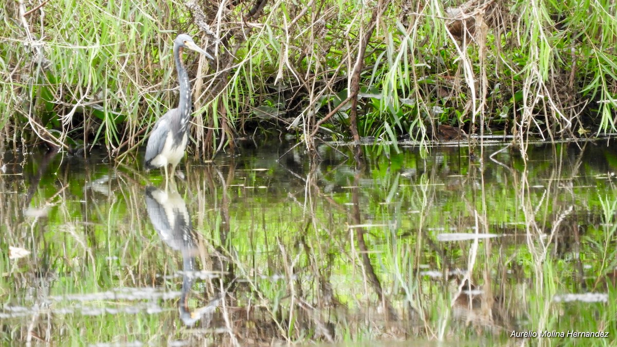 Tricolored Heron - Aurelio Molina Hernández