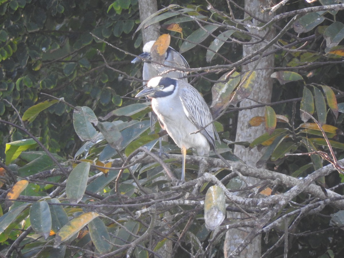 Yellow-crowned Night Heron - ML146724051