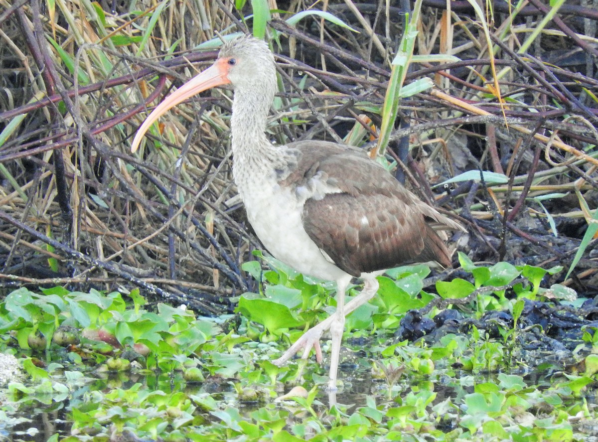 White Ibis - Zinthia López Vazquez