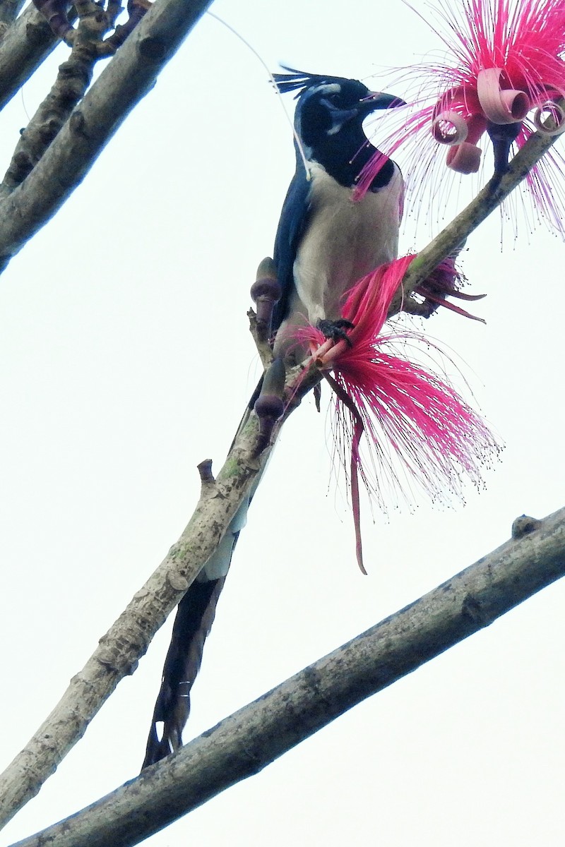 Black-throated Magpie-Jay - ML146724351