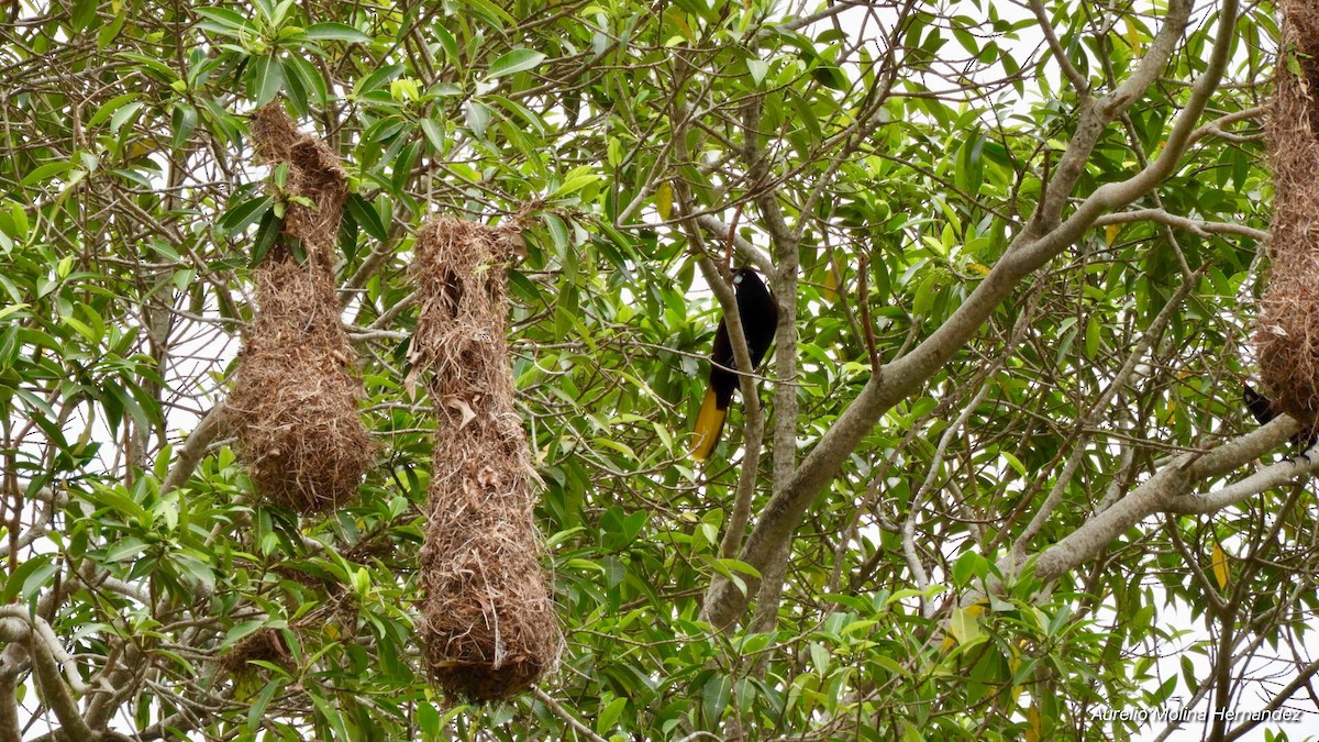 Montezuma Oropendola - Aurelio Molina Hernández