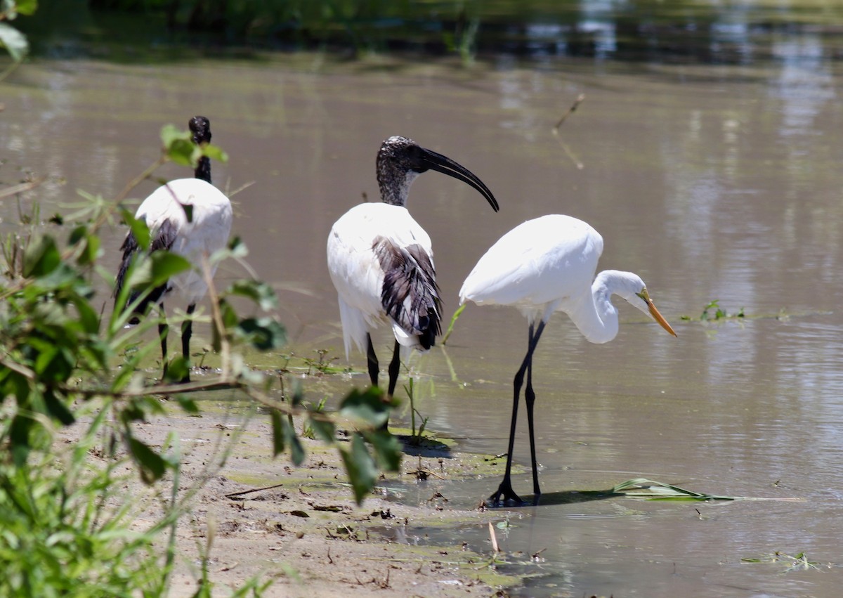 Grande Aigrette (melanorhynchos) - ML146724801