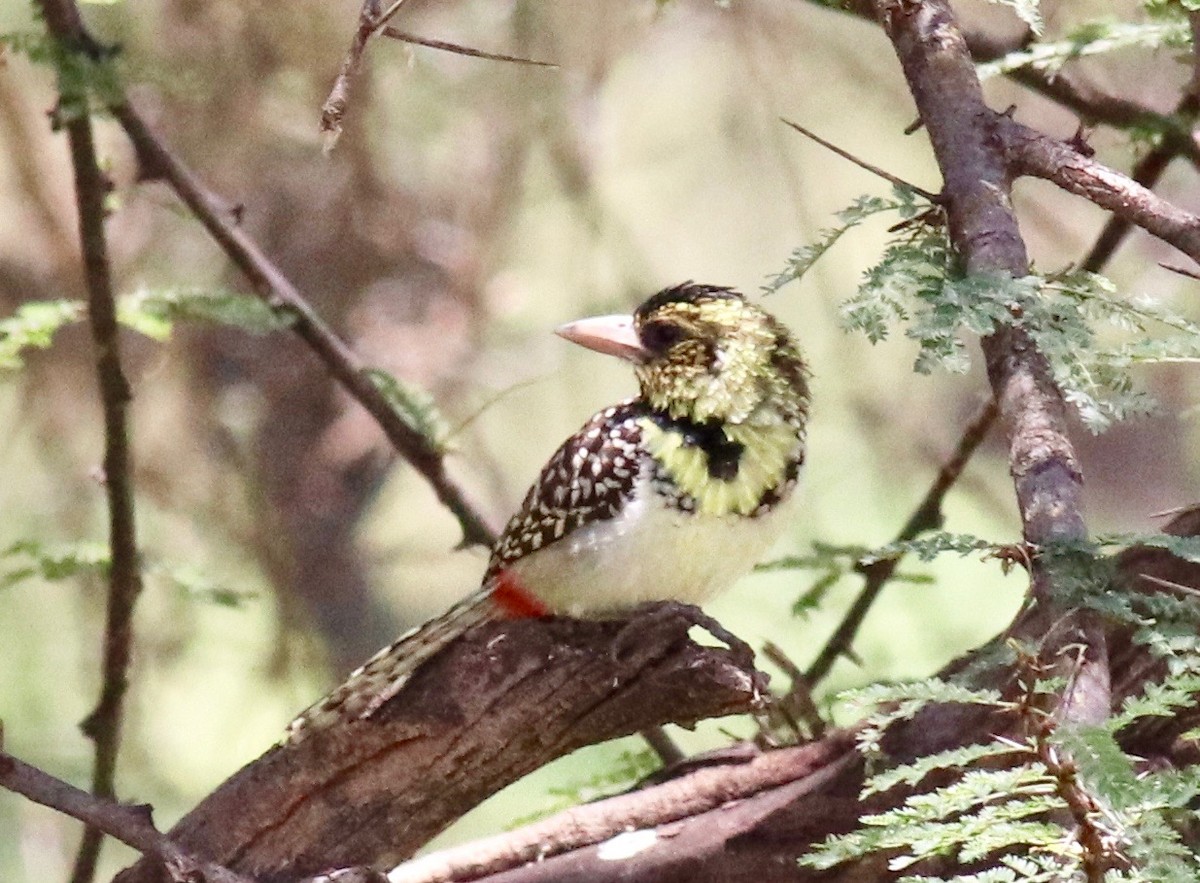 D'Arnaud's Barbet (D'Arnaud's) - Charlie   Nims