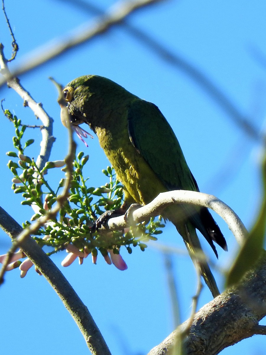 Orange-fronted Parakeet - ML146725291