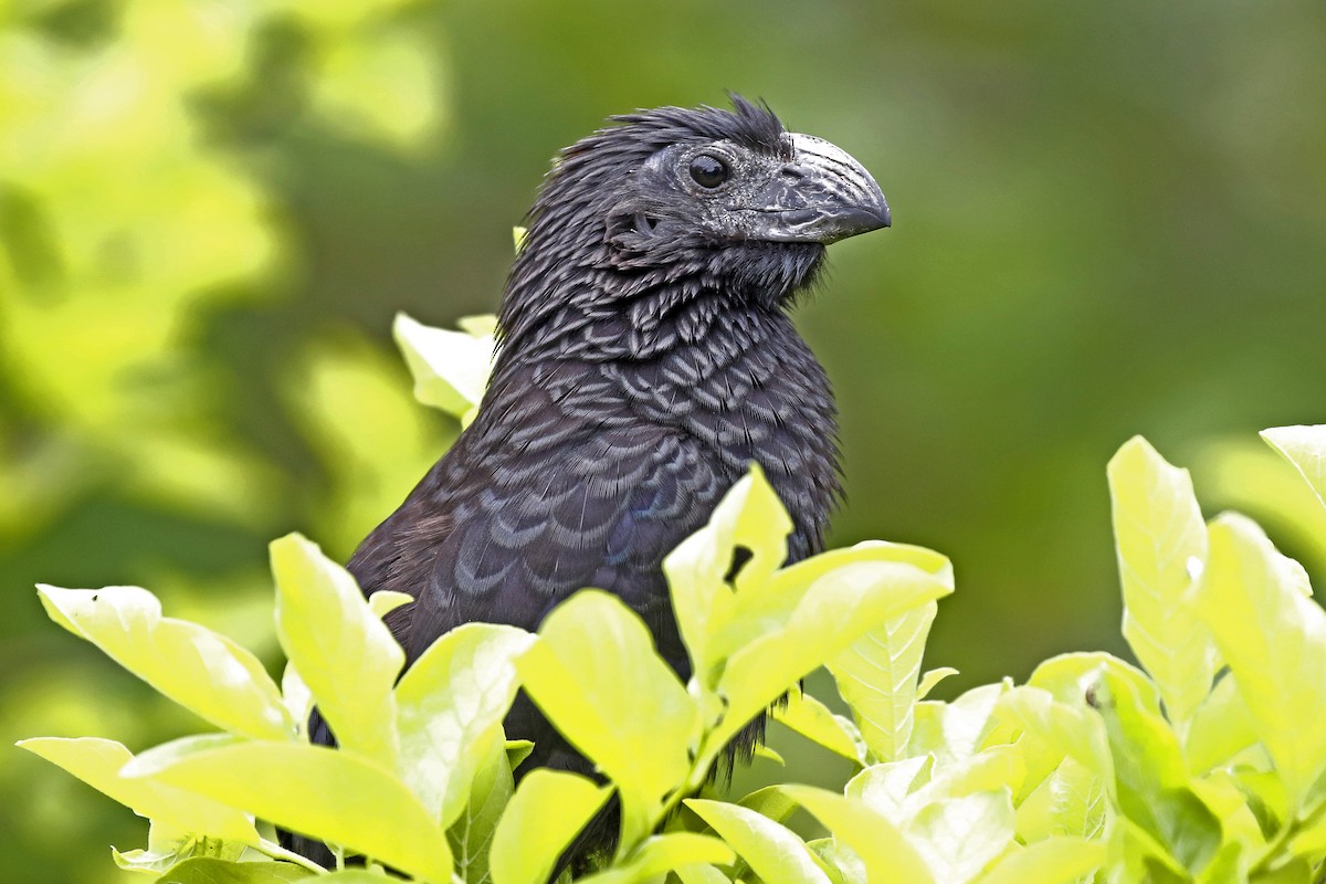 Groove-billed Ani - ML146726211