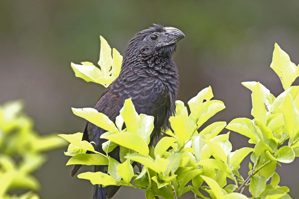 Groove-billed Ani - David McQuade