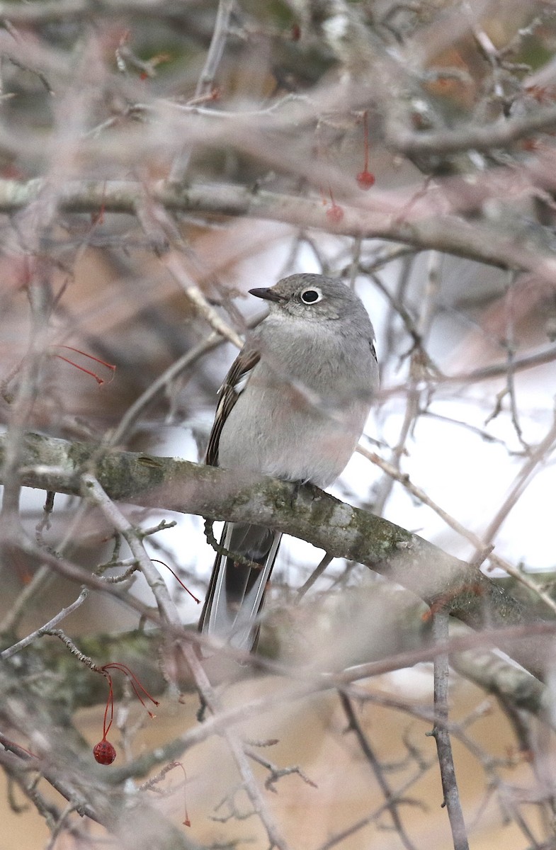 Townsend's Solitaire - ML146726521