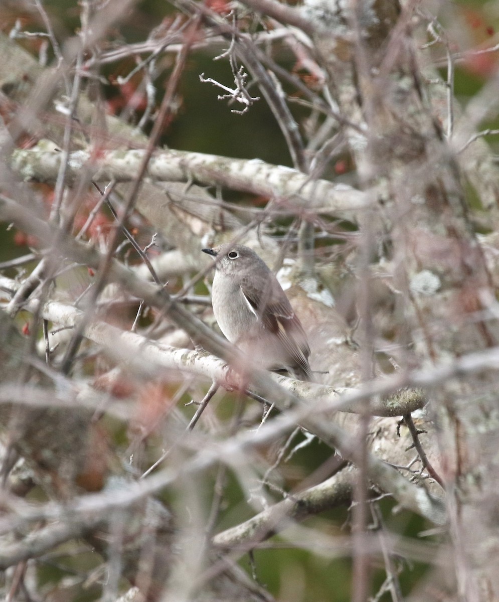 Townsend's Solitaire - ML146726561