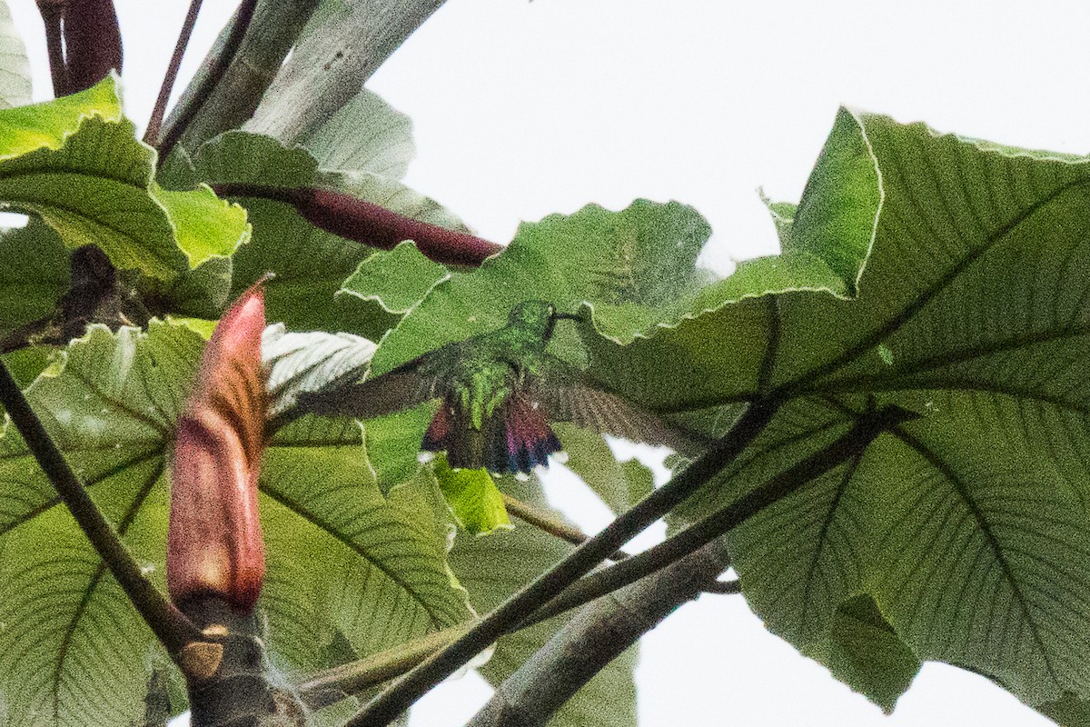 Black-throated Mango - Lynne Hertzog