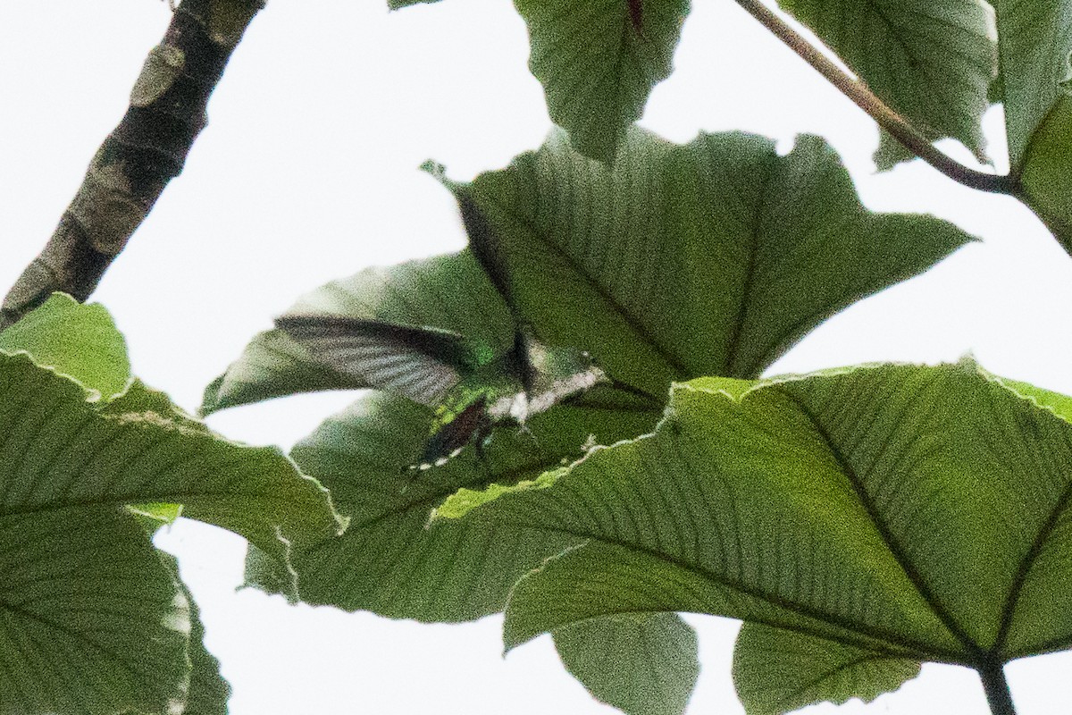 Black-throated Mango - ML146727471