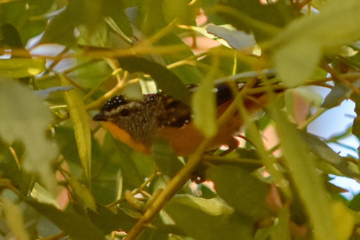 Spotted Pardalote - ML146728951