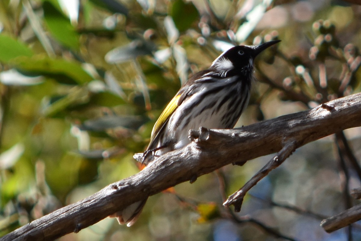 New Holland Honeyeater - ML146728991