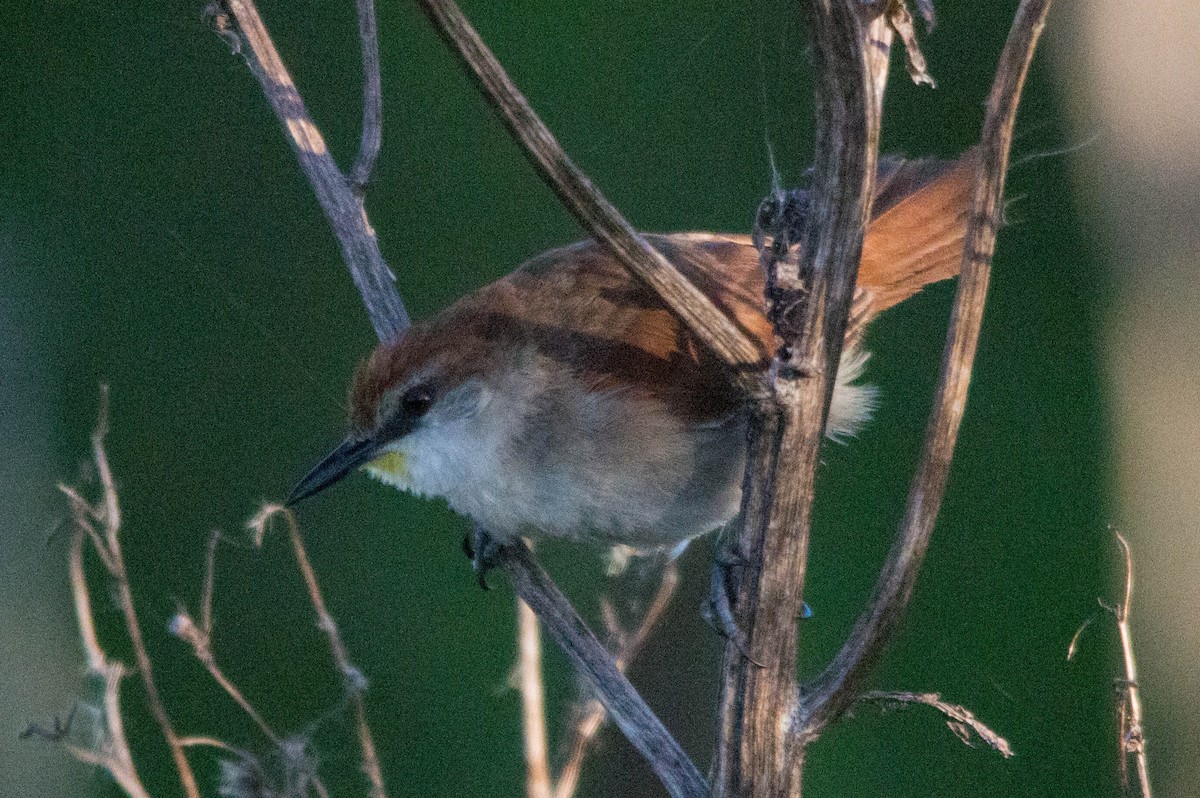 Yellow-chinned Spinetail - ML146729111