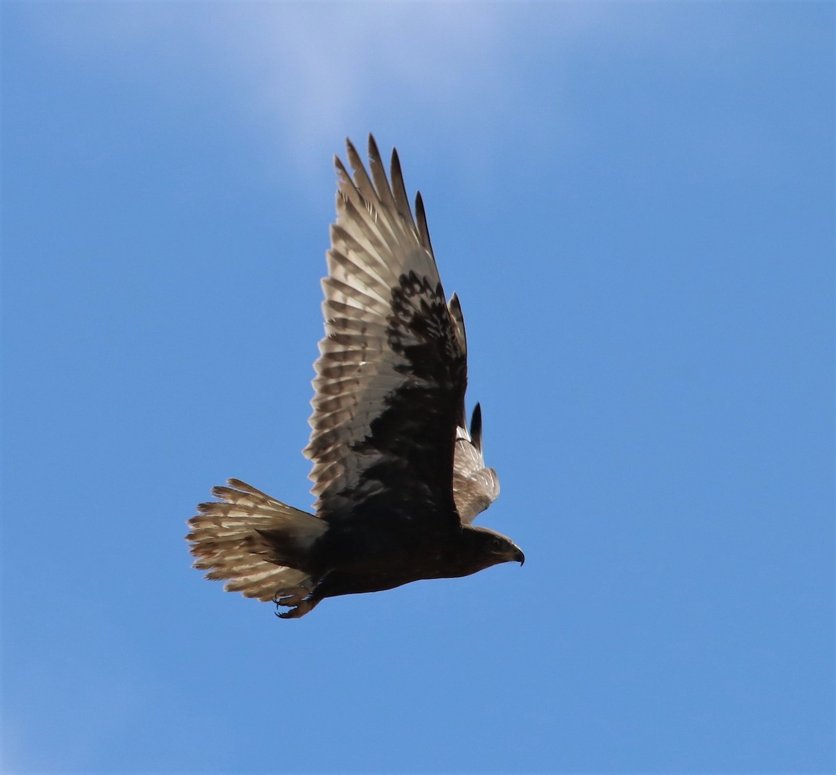 Ferruginous Hawk - Darlene Feener